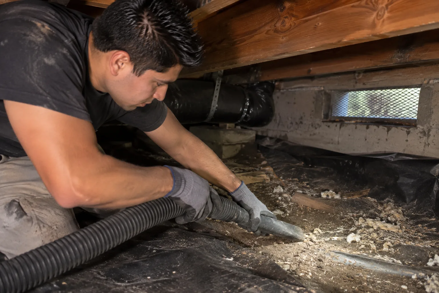 Using an industrial vacuum hose to extract loose, contaminated insulation and debris from a crawl space floor near a foundation vent.