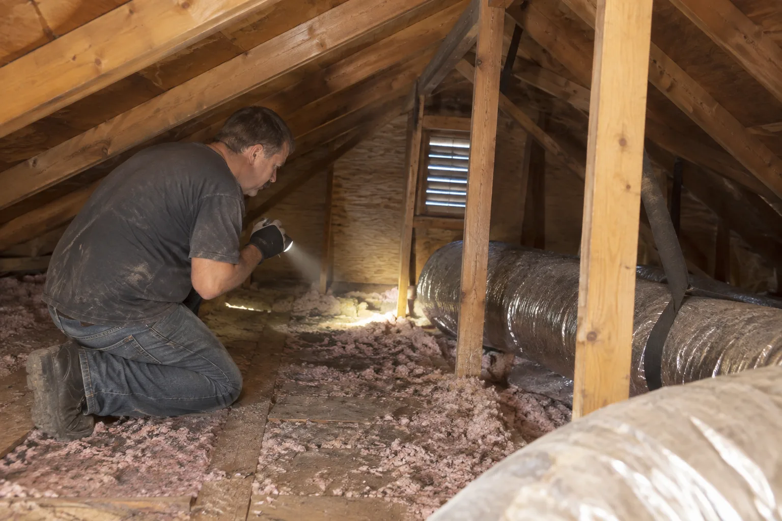 Using a flashlight to inspect attic insulation and framing for signs of a dead animal or contamination near a soffit vent.